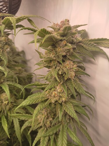 Growreport Bild 42