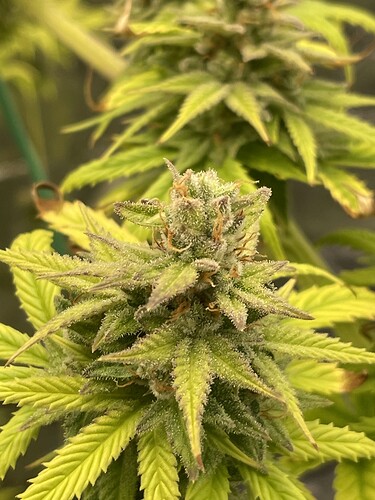 Growreport Bild 8