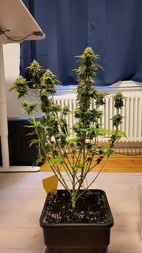 Growreport Bild 6
