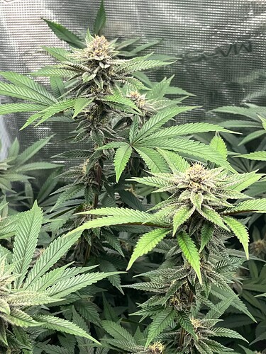 Growreport Bild 4