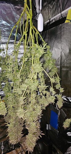 Growreport Bild 61