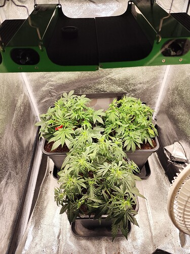 Growreport Bild 3