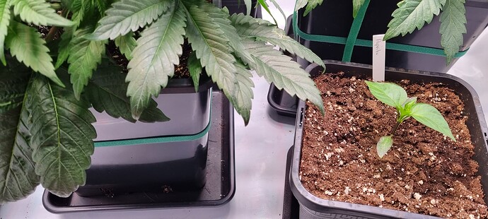 Growreport Bild 12