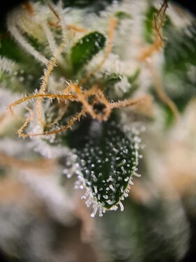 Growreport Bild 4