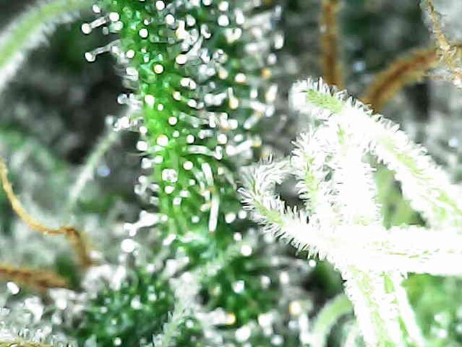 Growreport Bild 6