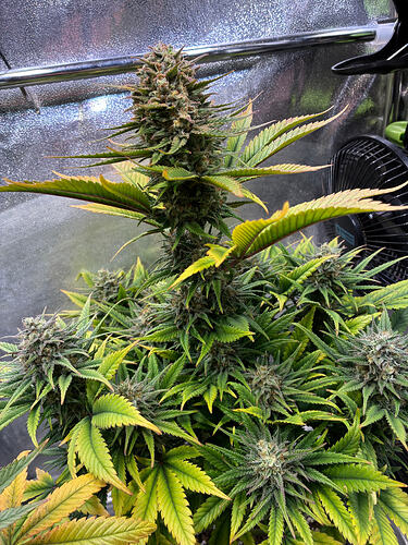Growreport Bild 7