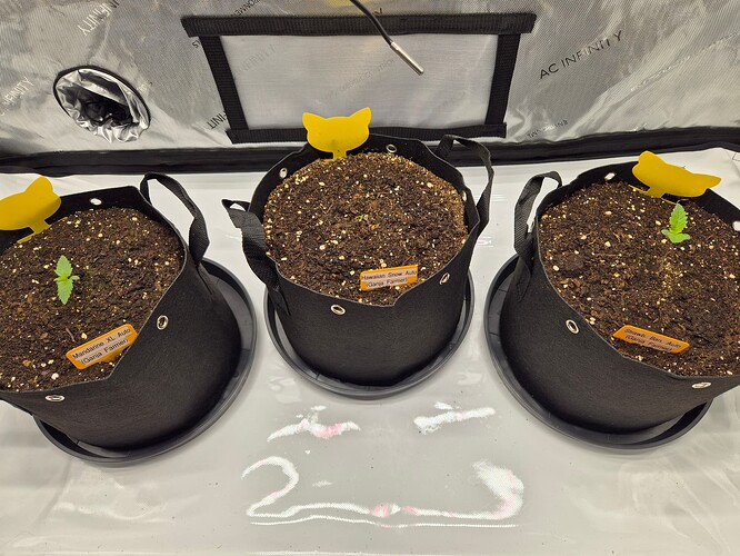 Growreport Bild 4
