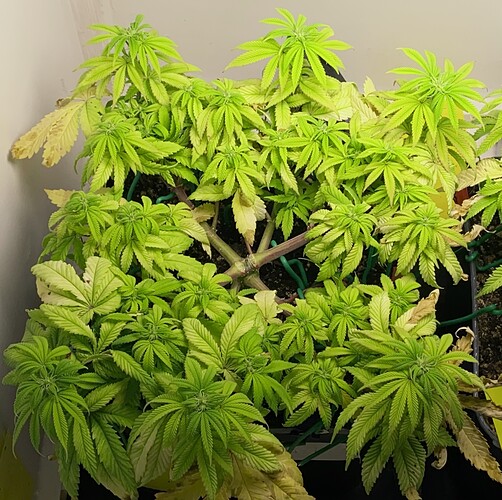 Growreport Bild 4