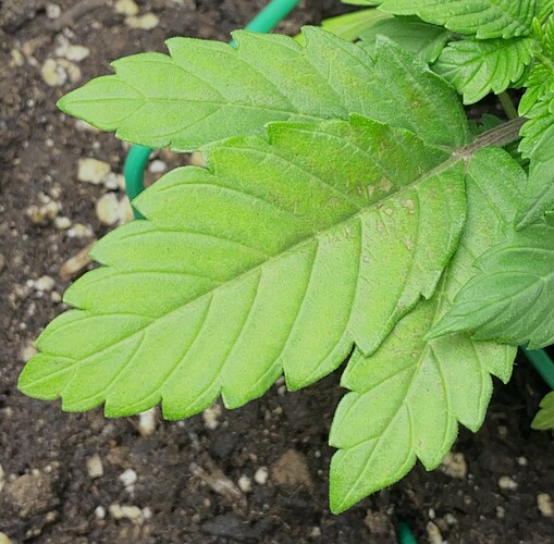 Growreport Bild 54
