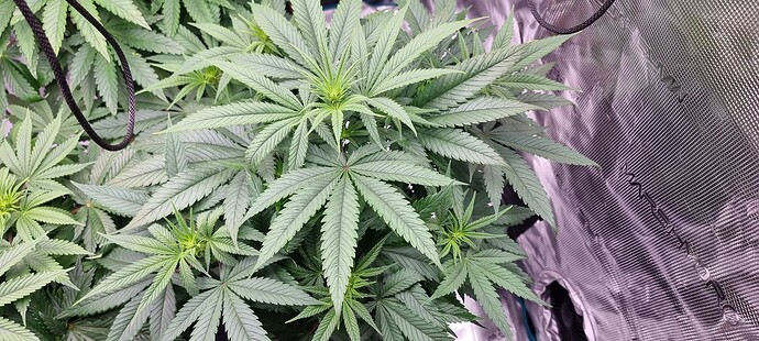 Growreport Bild 7
