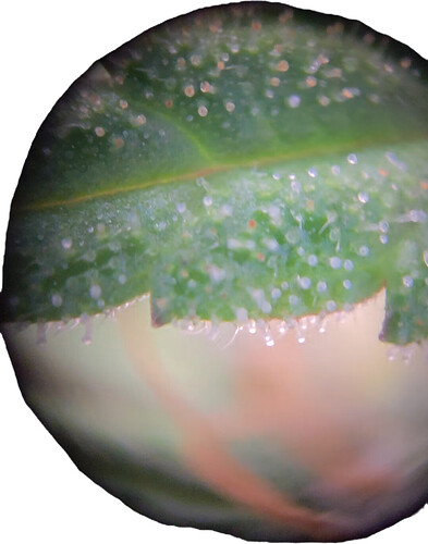 Growreport Bild 5