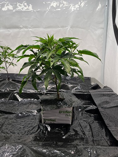 Growreport Bild 6