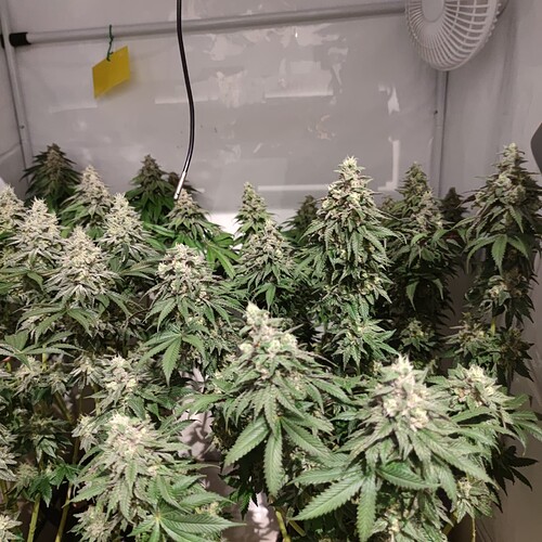 Growreport Bild 5