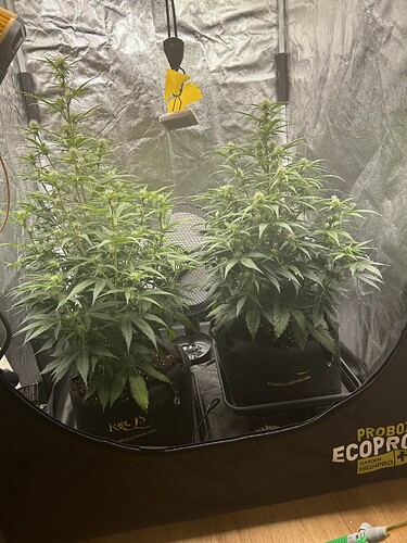 Growreport Bild 2
