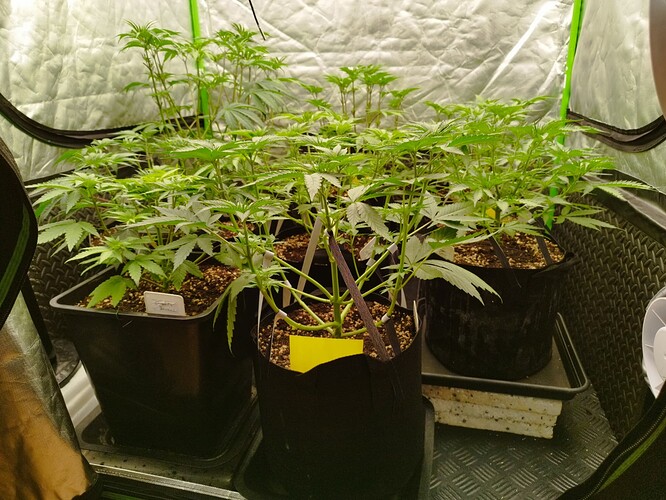 Mehrere junge Cannabispflanzen in verschiedenen Töpfen, die in einer Growbox wachsen. Die Pflanzen sind grün und zeigen deutliche Anzeichen von vegetativem Wachstum.