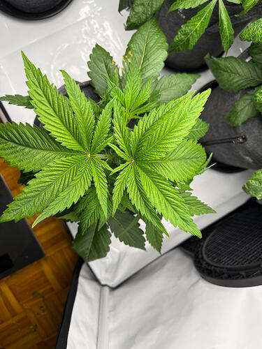 Growreport Bild 14