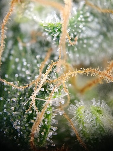 Growreport Bild 27