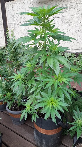 Growreport Bild 41