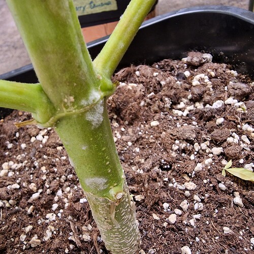 Growreport Bild 14