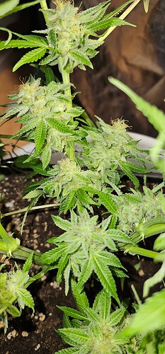 Growreport Bild 29
