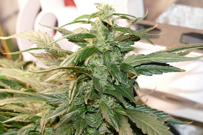 Growreport Bild 4