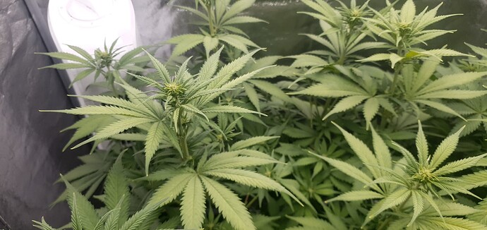 Growreport Bild 3