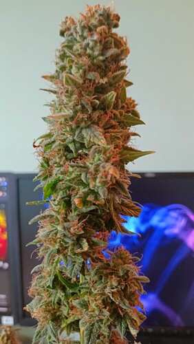 Growreport Bild 13