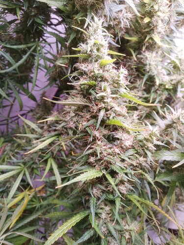 Growreport Bild 3