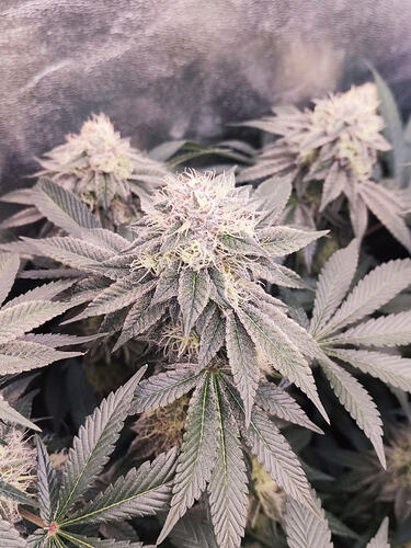 Growreport Bild 132