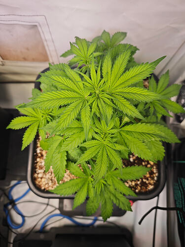 Growreport Bild 29