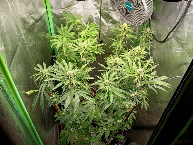 Growreport Bild 15