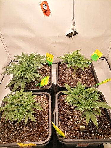 Growreport Bild 45