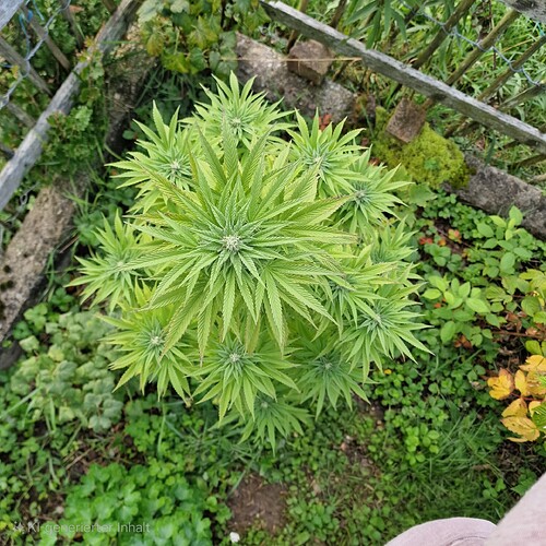 Growreport Bild 9