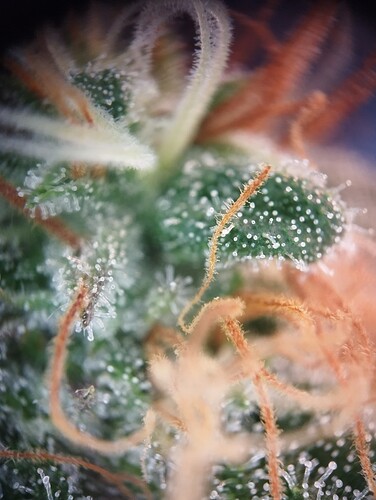 IMG_20250303_163740 - Kopie