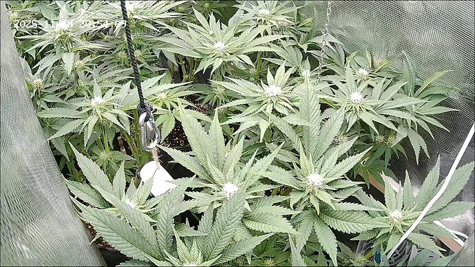 Growreport Bild 5