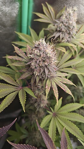Growreport Bild 9
