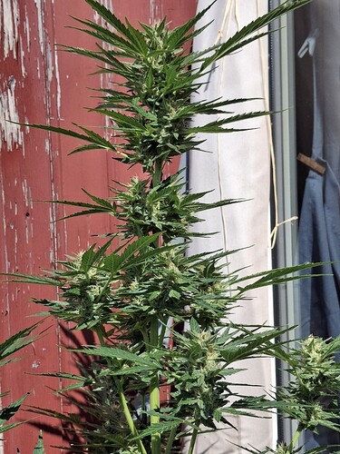 Growreport Bild 127