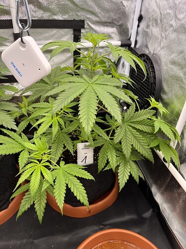 Growreport Bild 3