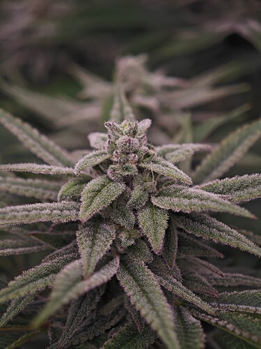 Growreport Bild 24