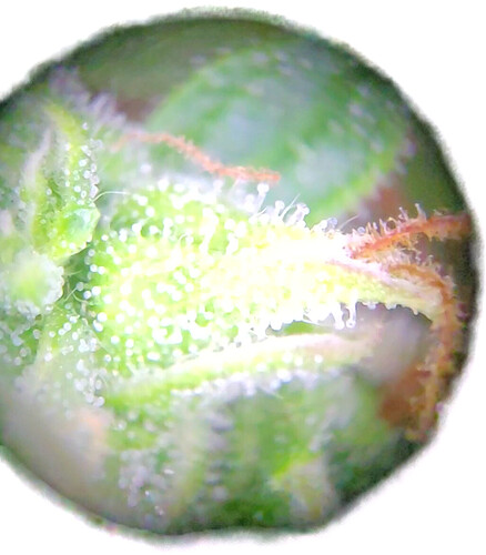Growreport Bild 15