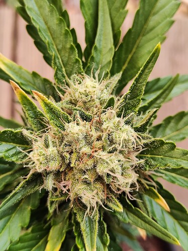 Growreport Bild 26