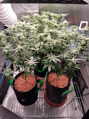 IMG_20250129_205255 - Kopie