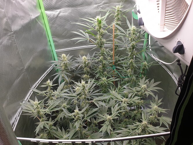 Growreport Bild 2