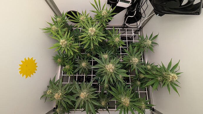 Growreport Bild 1