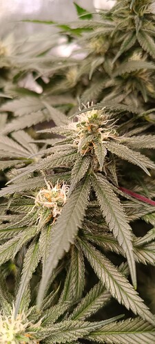 Growreport Bild 9