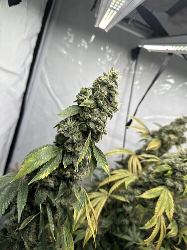 Growreport Bild 5