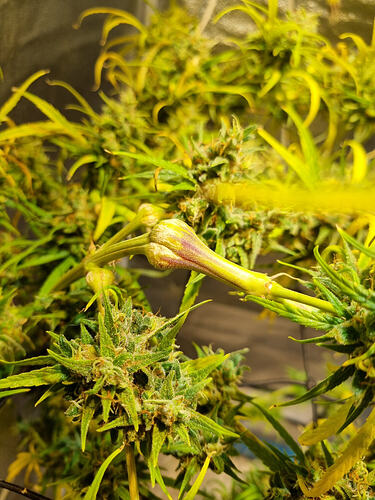 Nahaufnahme einer Cannabis-Pflanze in der Blütephase mit dichten, harzigen Blütenständen und langen, spitzen Blättern. Ein einzelner Blütenstempel ragt prominent hervor.