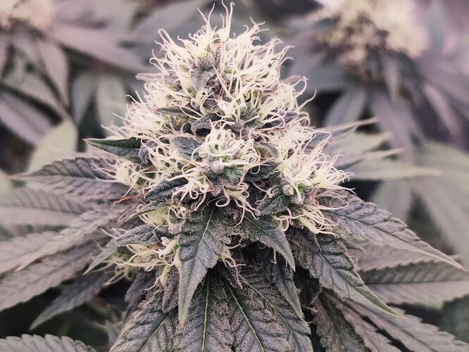 Growreport Bild 24