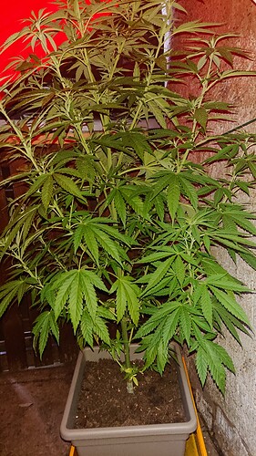 Growreport Bild 42