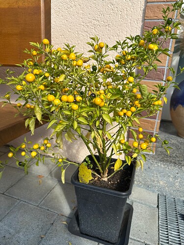 Growreport Bild 53
